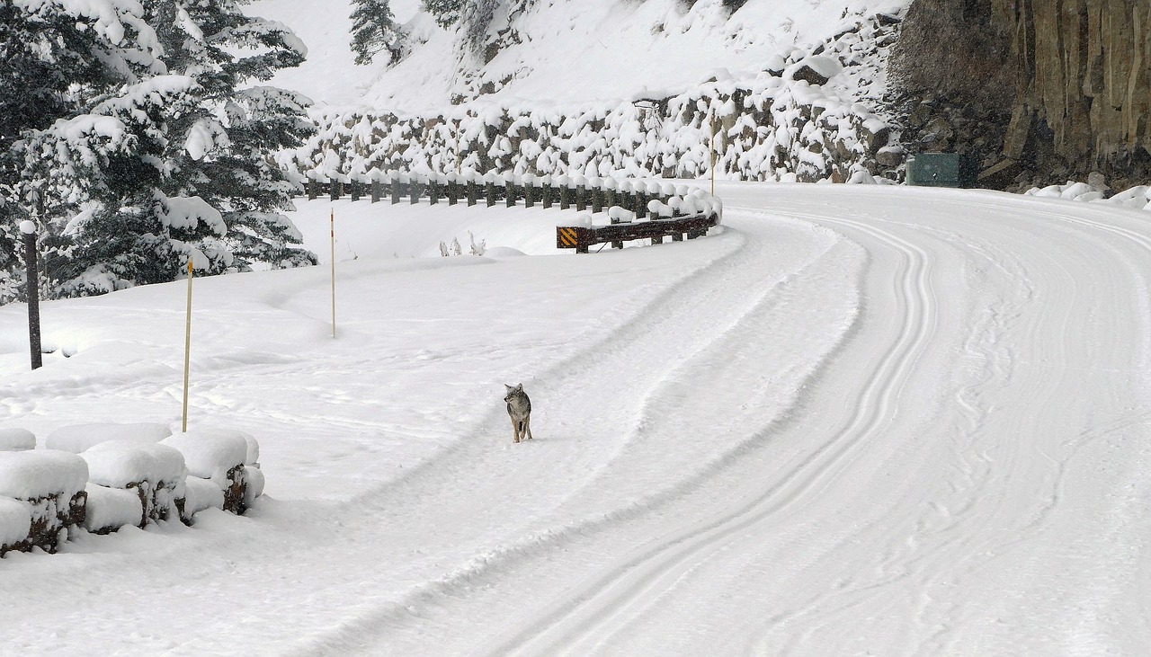 coyote walking road free photo