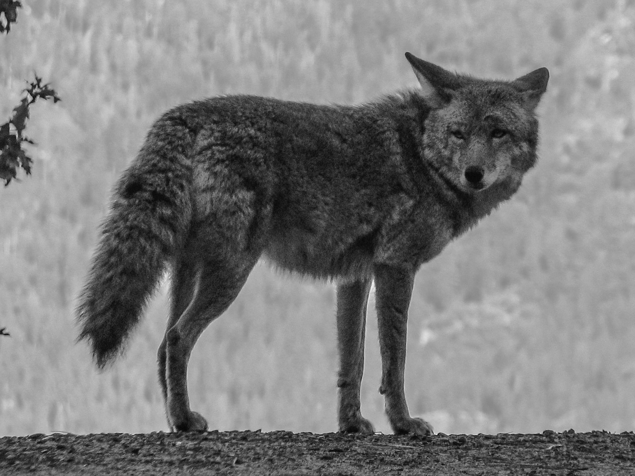 coyote yosemite usa free photo