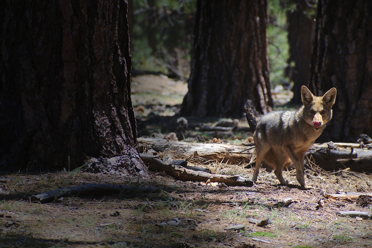 coyote tongue nature free photo