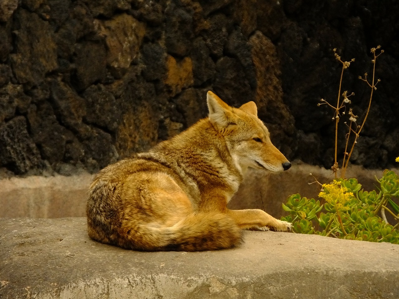 coyote animal mammals free photo