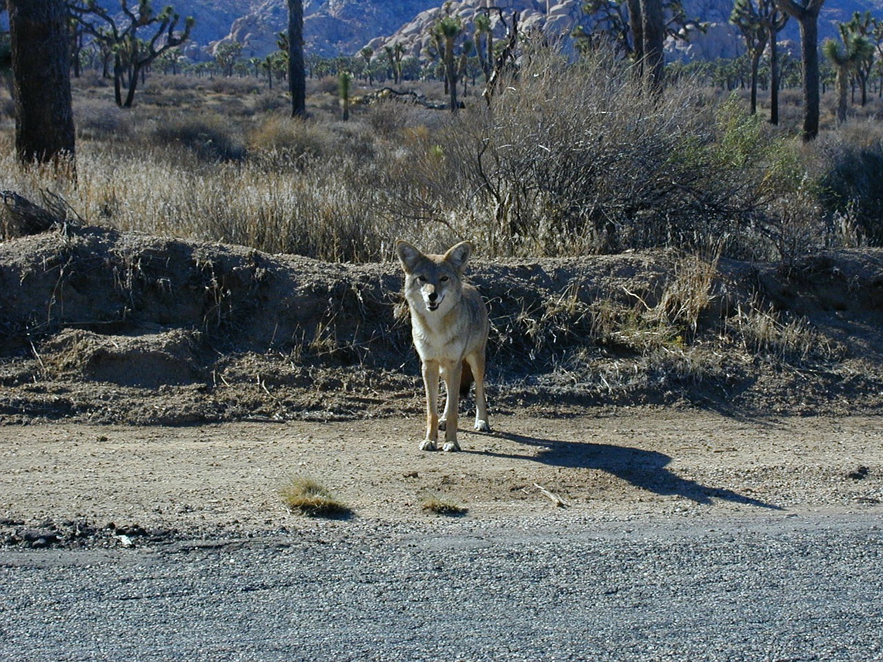 coyote prairie wolf steppenwolf free photo