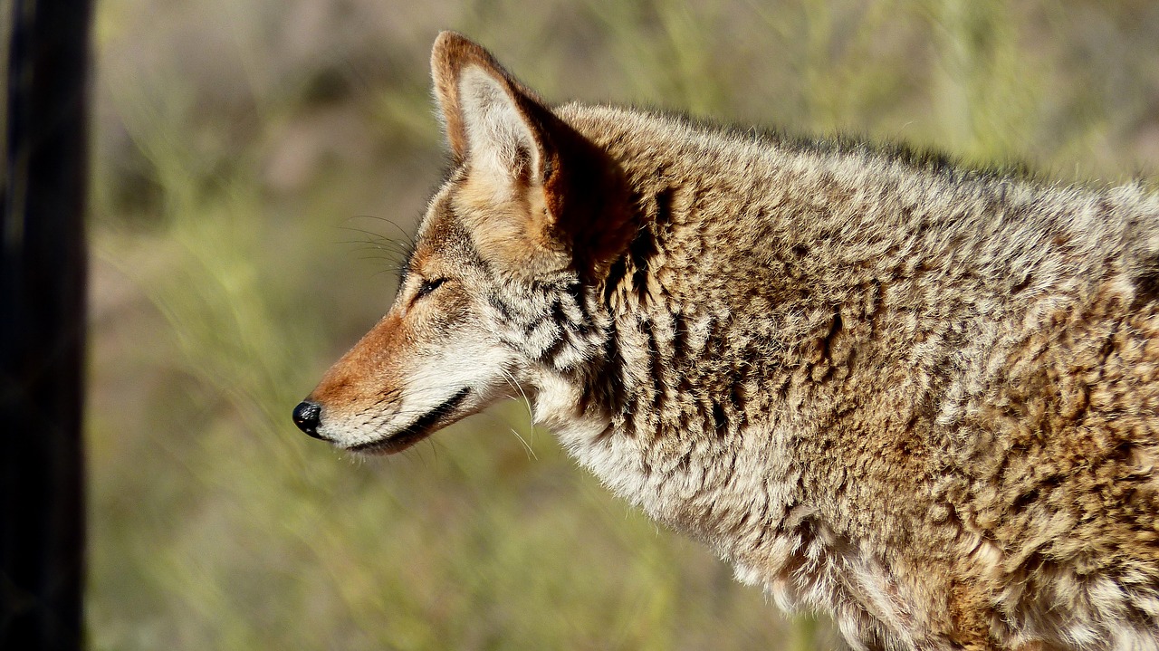 coyote  animal  fur free photo