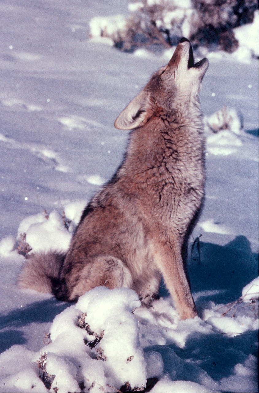 coyote howling snow free photo
