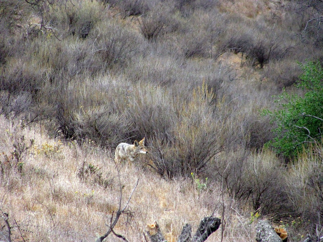 coyote wild nature free photo