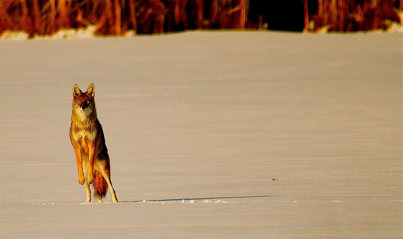 coyote animal snow free photo