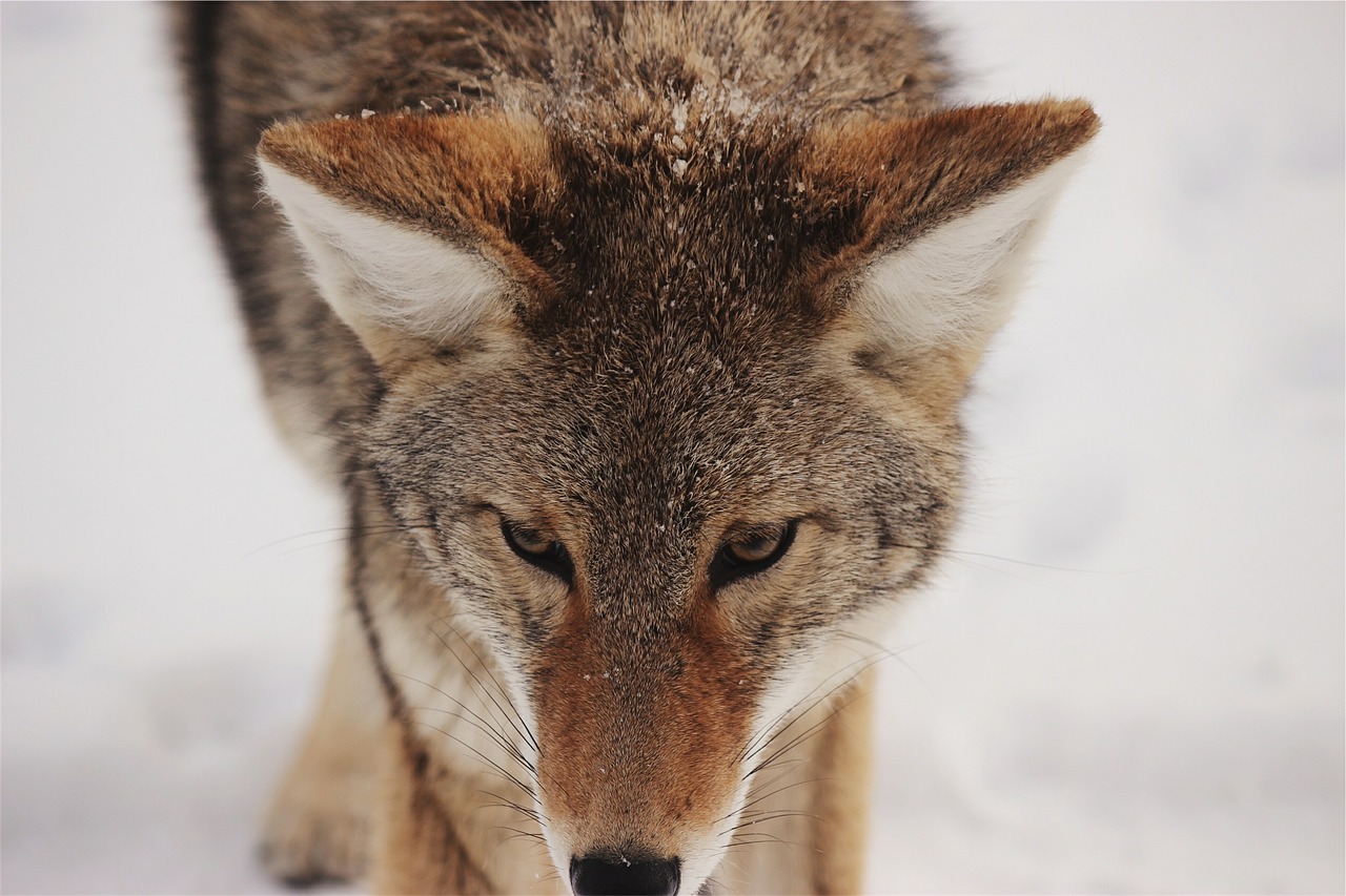 coyote fox animal free photo