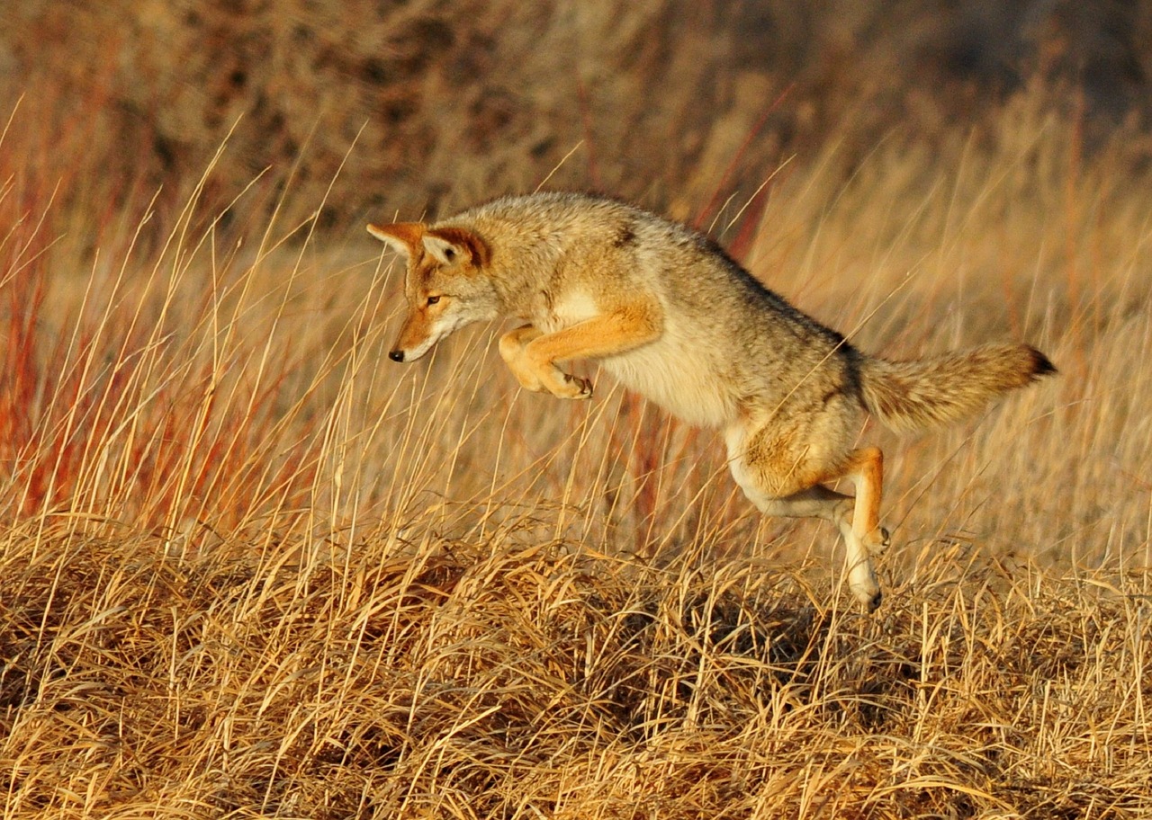 coyote leaping predator free photo
