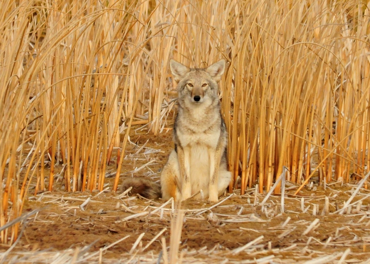 coyote sitting predator free photo