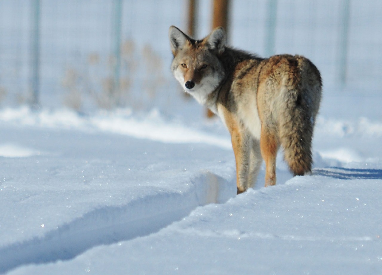 coyote snow wildlife free photo