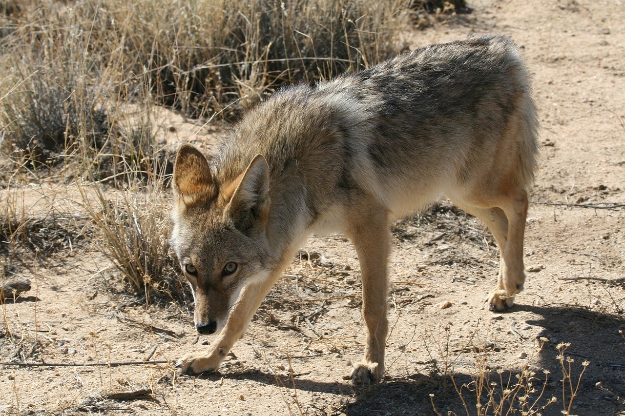 coyote wildlife nature free photo