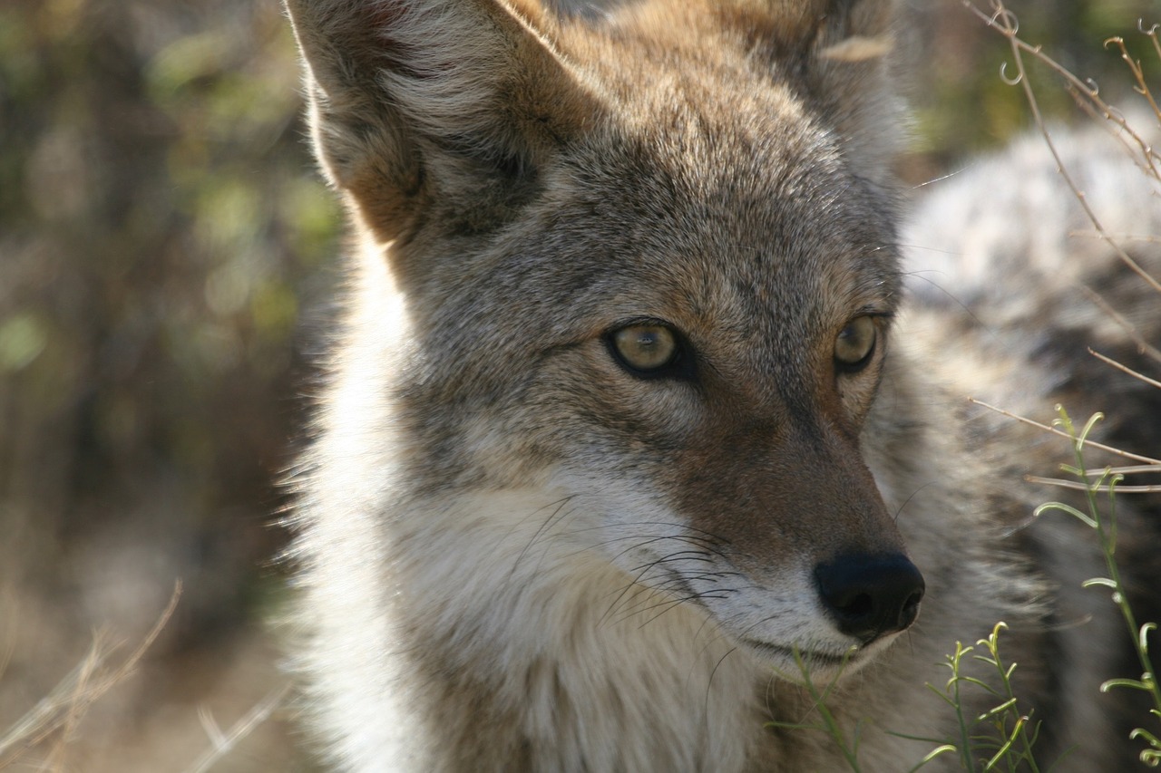 coyote wildlife nature free photo