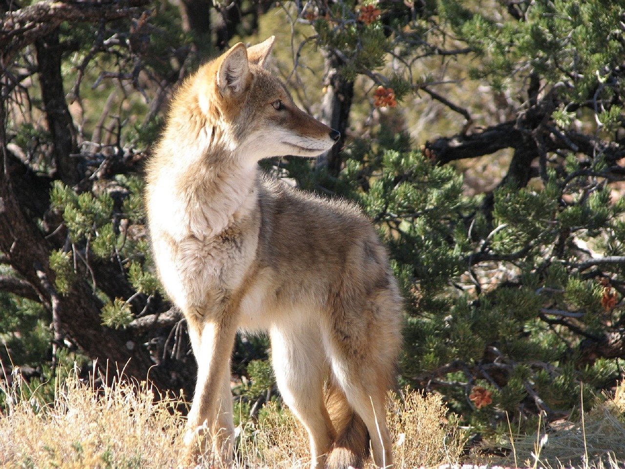 coyote wildlife nature free photo