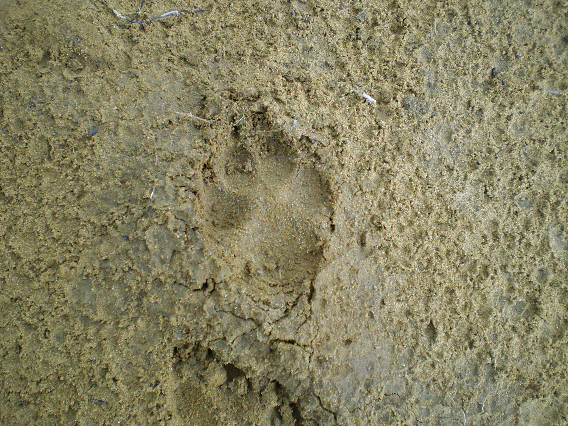 coyote footprint wolf free photo