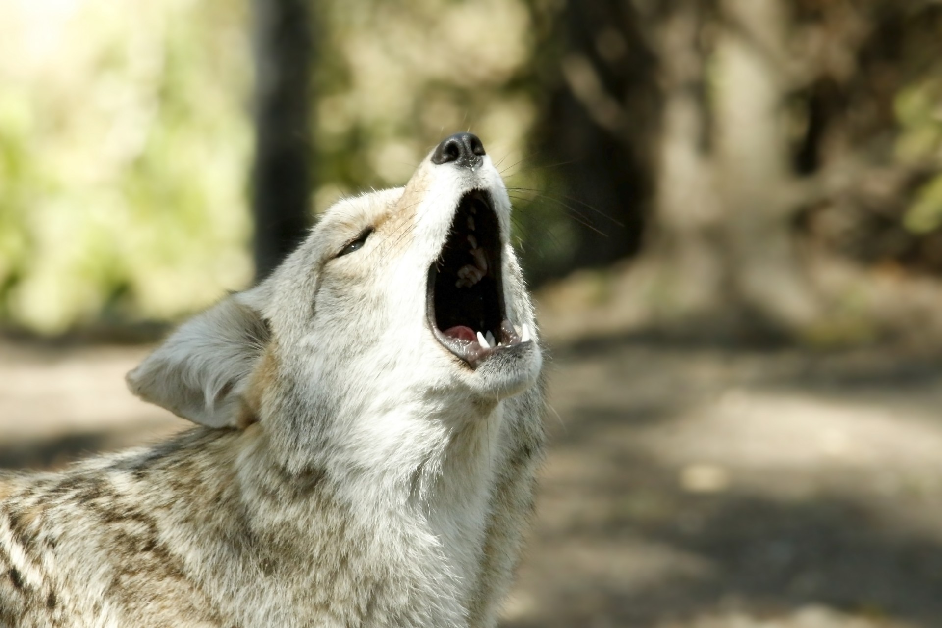 coyote howl howling free photo