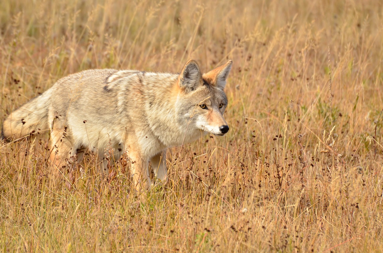 coyotte  animal  outdoors free photo