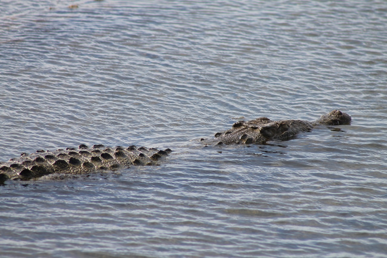 cozumel alligator american alligator tropical alligator free photo