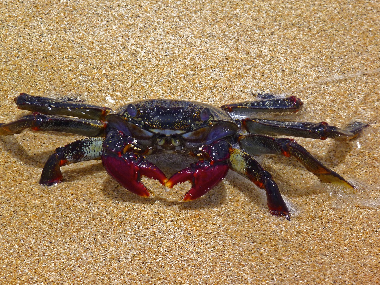 crab beach fuerteventura free photo