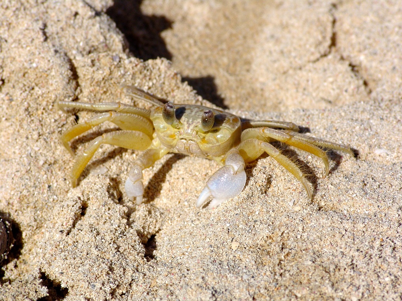 crab cancer shellfish free photo