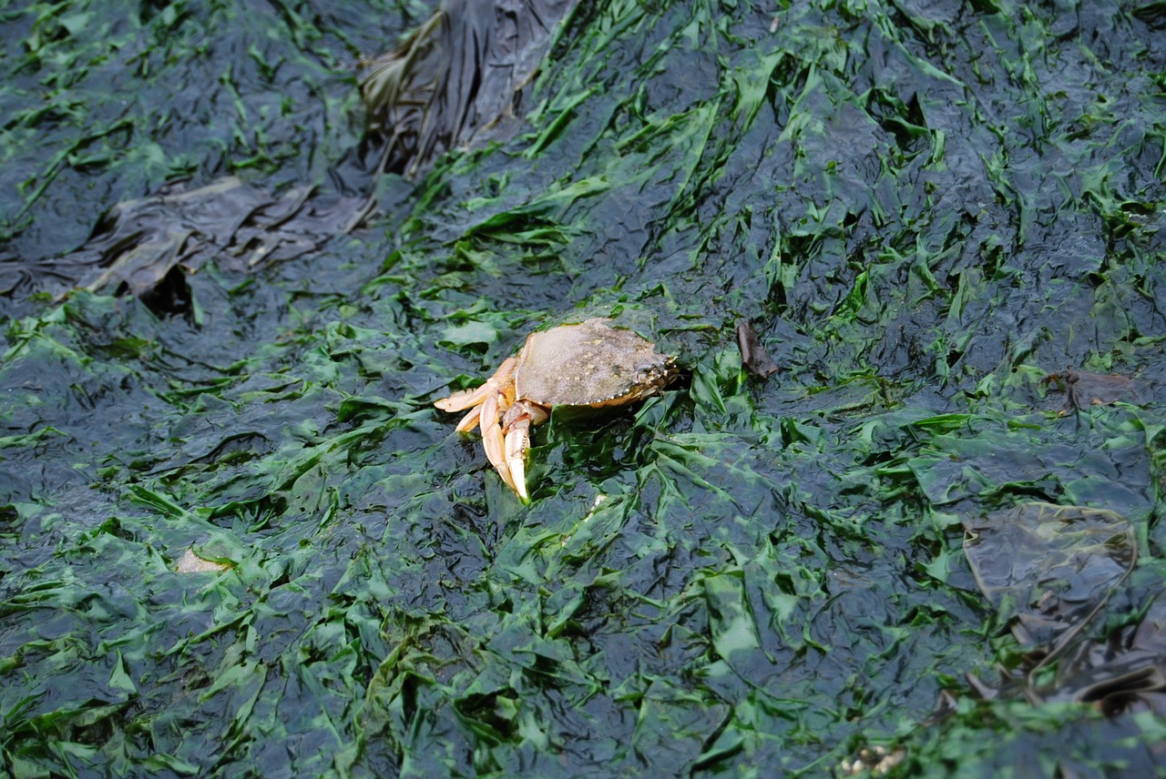 crab seaweed seagrass free photo