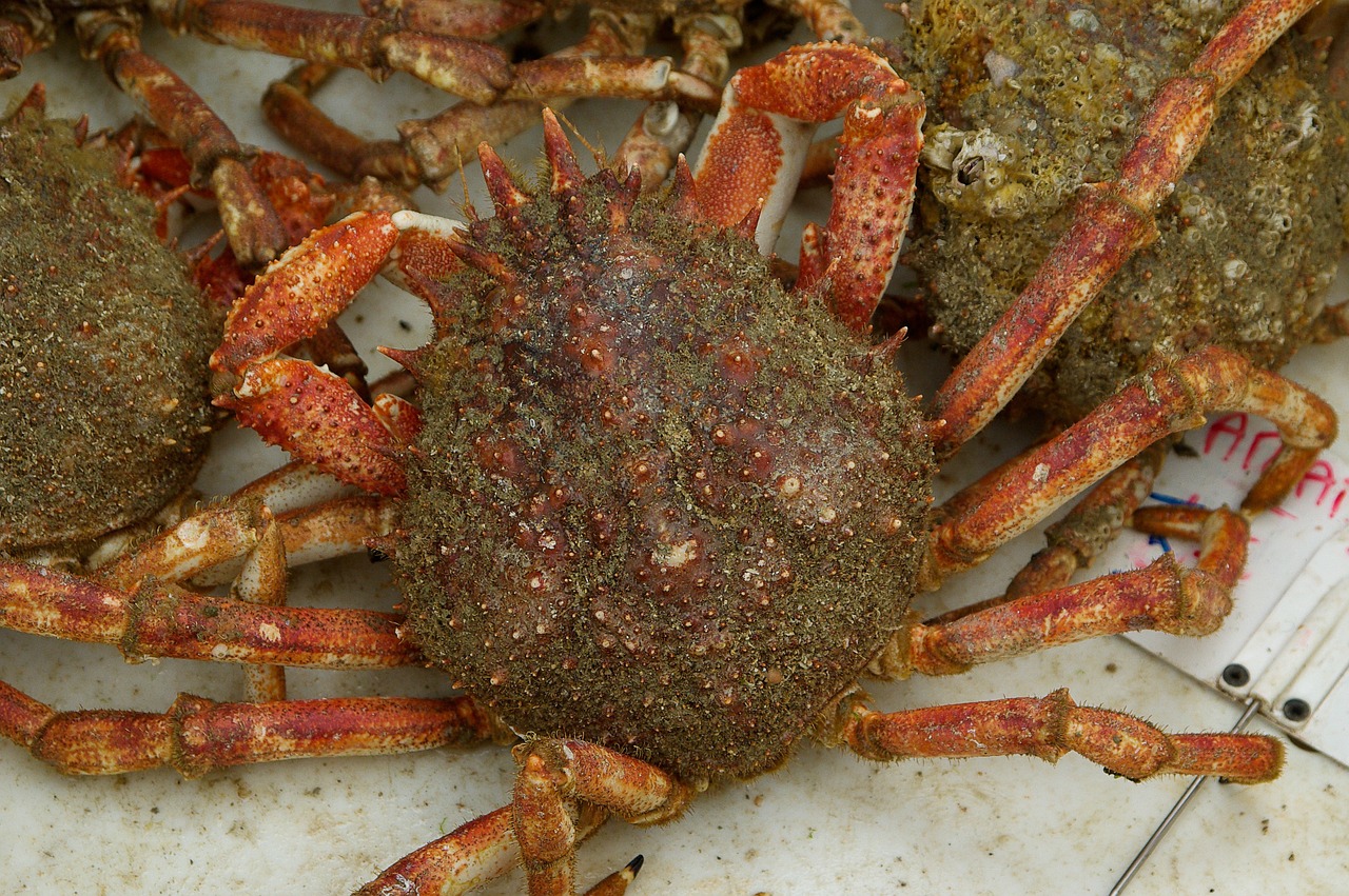 crab crustacean spider free photo