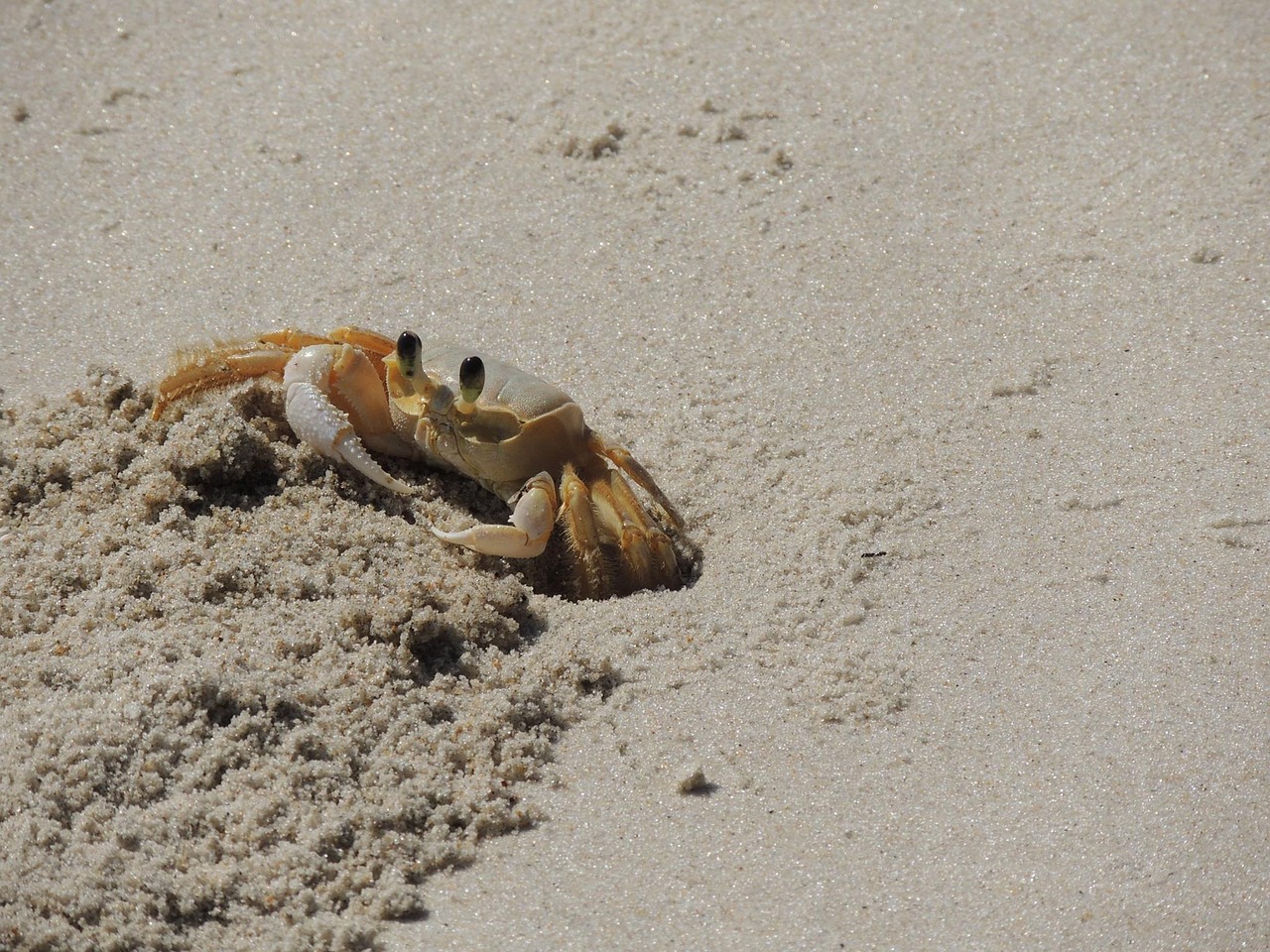 crab siri to free photo