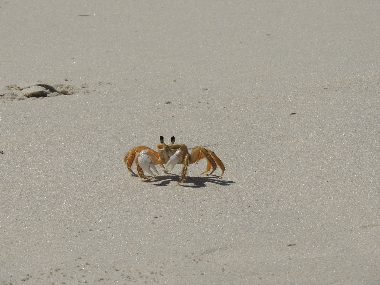 crab siri beach free photo