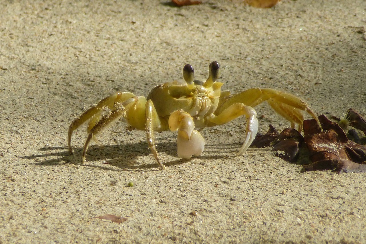 crab beach sea free photo