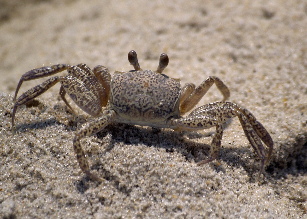 crab beach ghost crab free photo