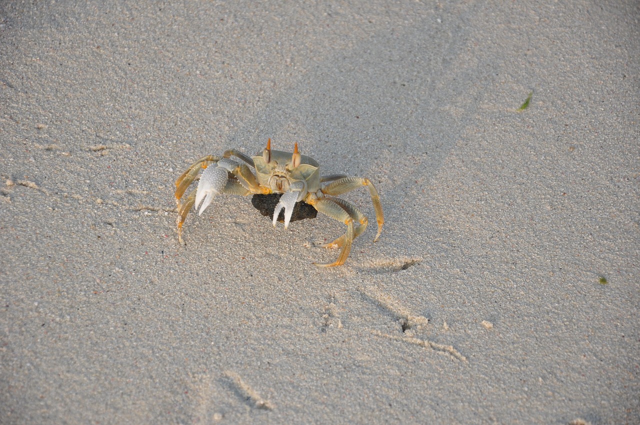 crab beach sand free photo