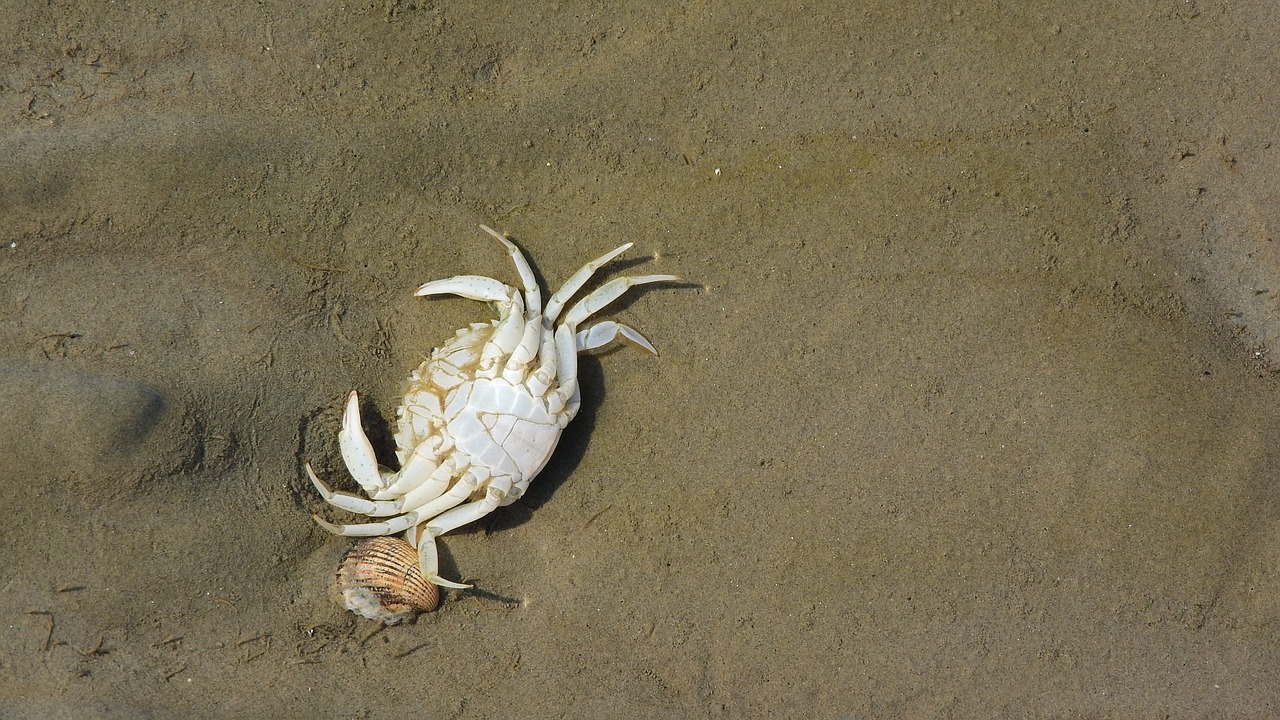 crab corpse beach free photo