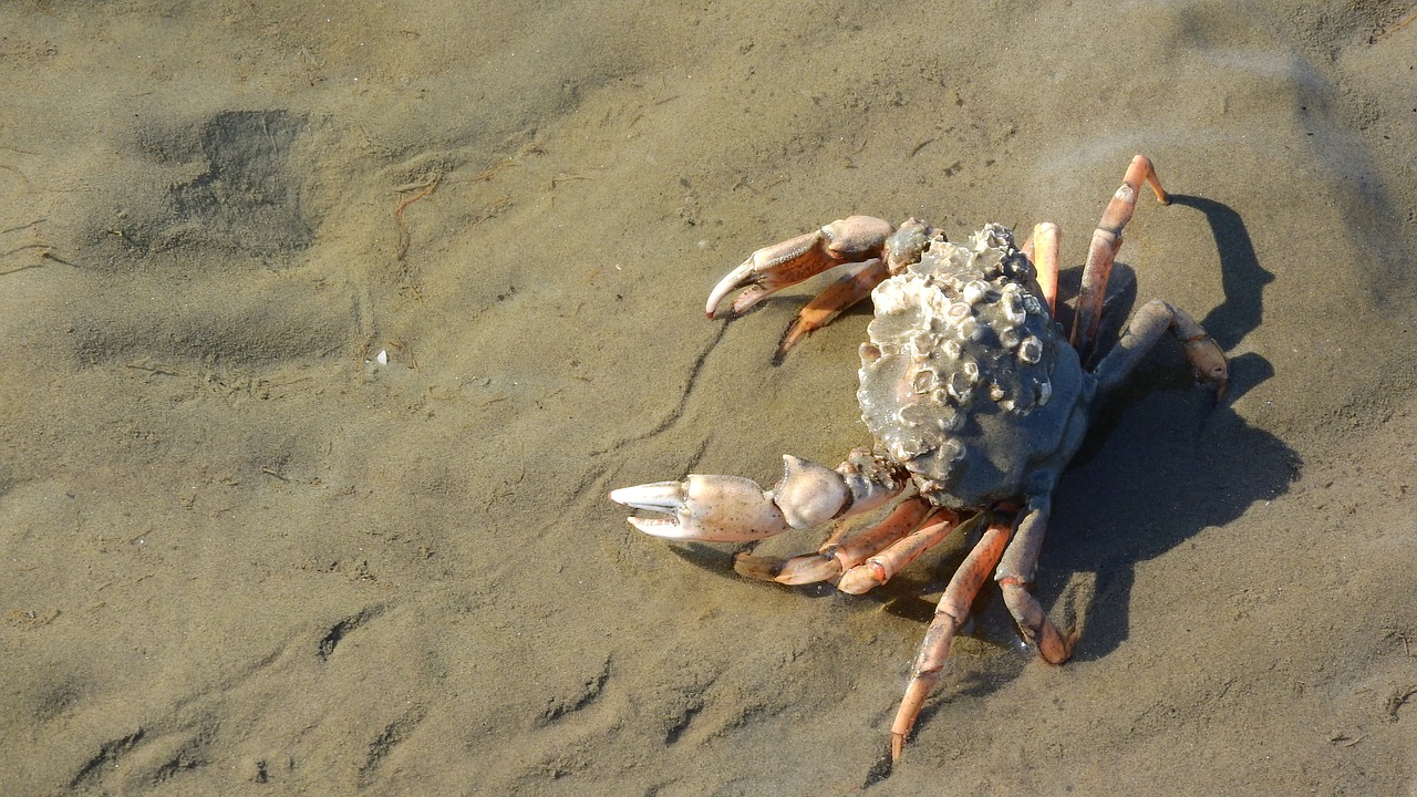 crab pincers brachyura free photo