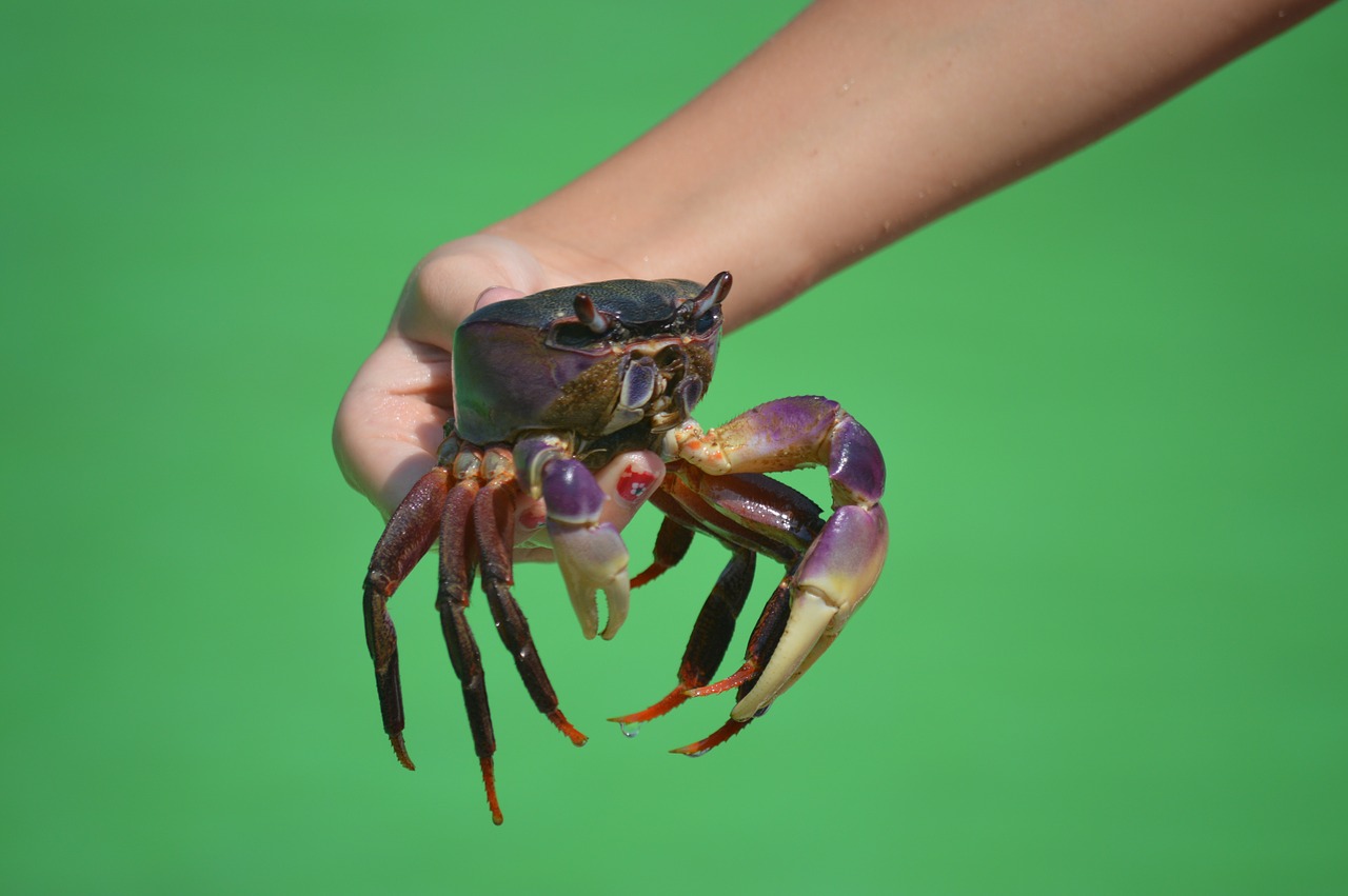 crab hand green free photo