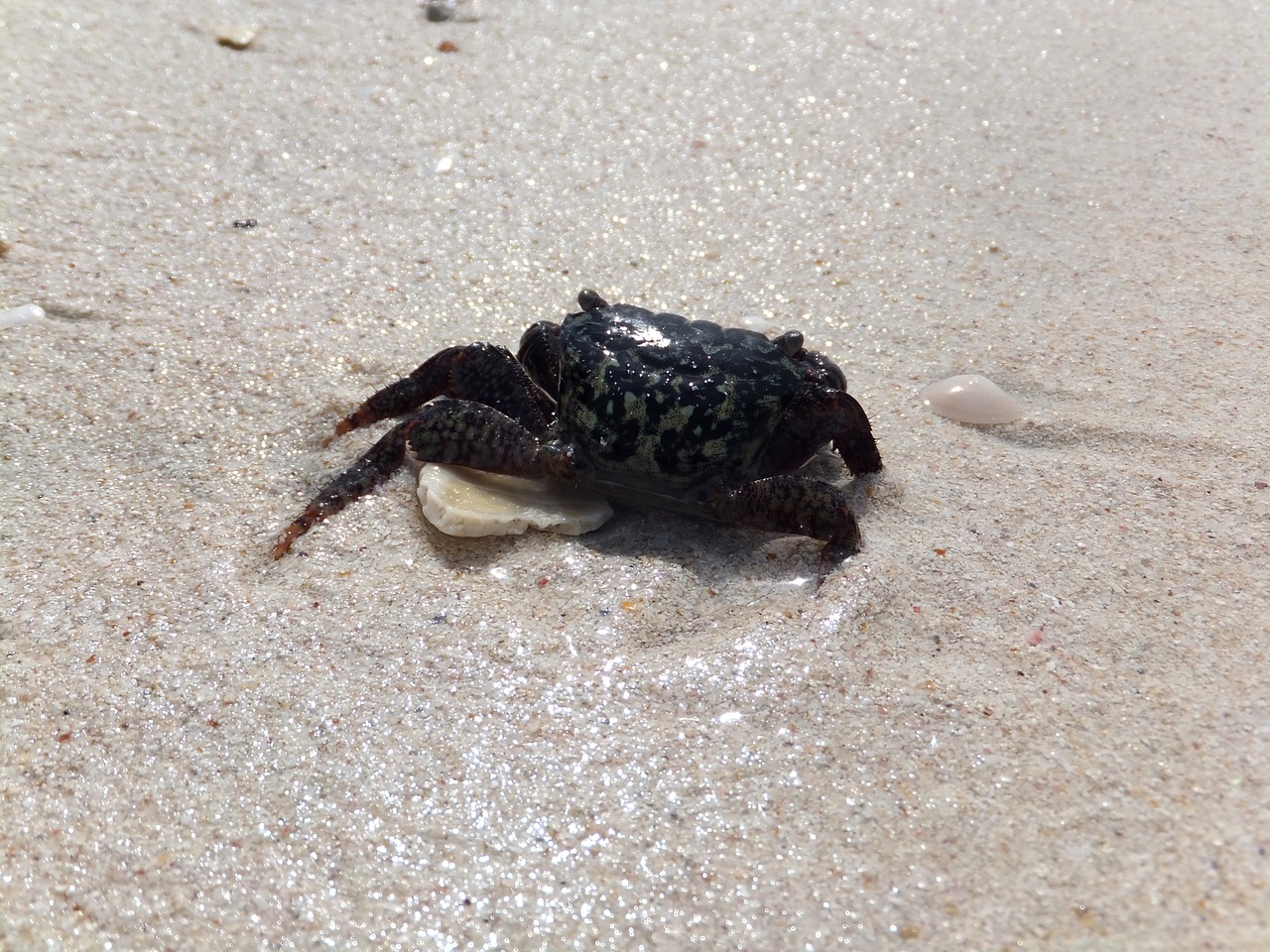 crab animal sea free photo