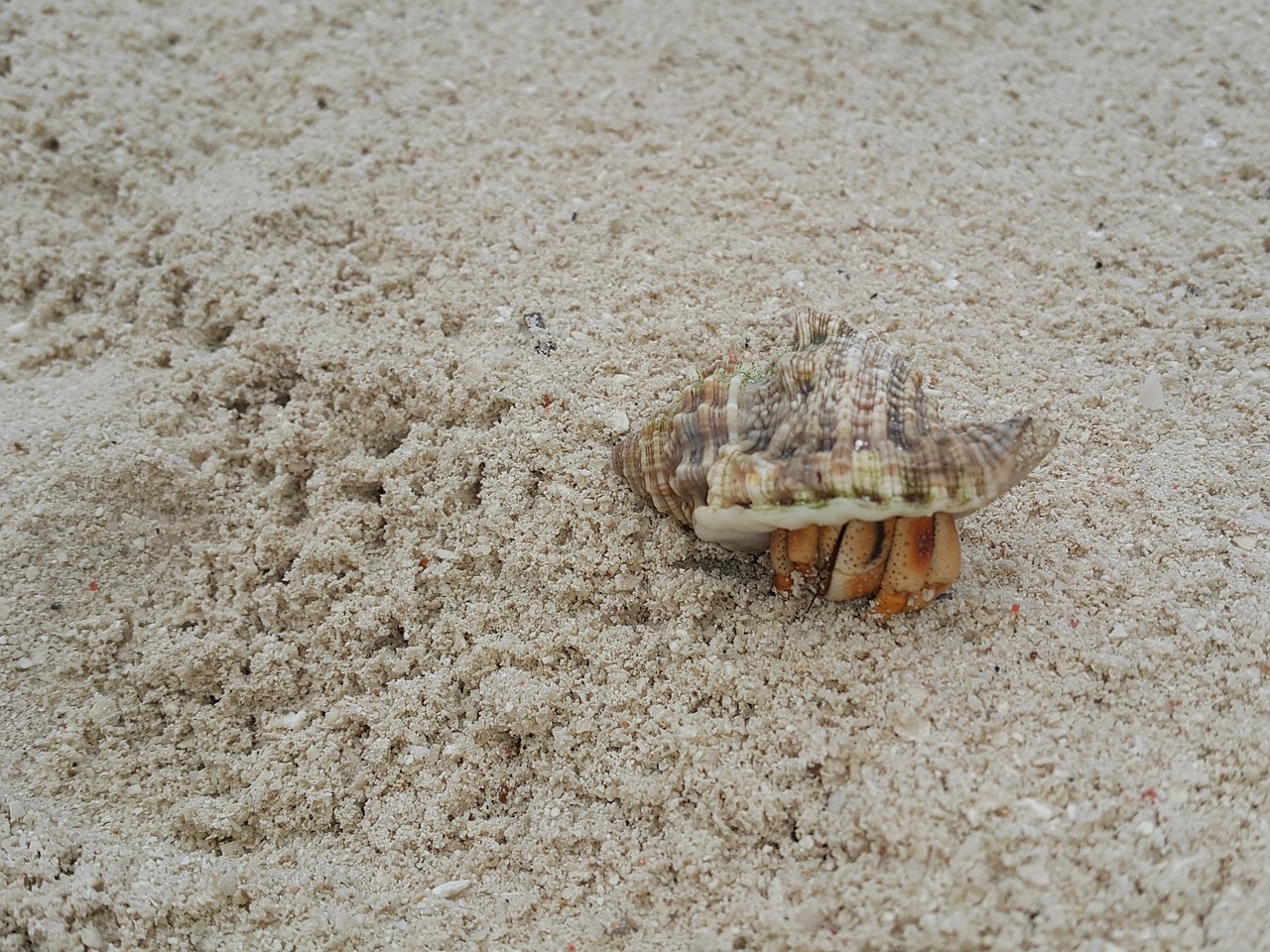 crab sand beach free photo