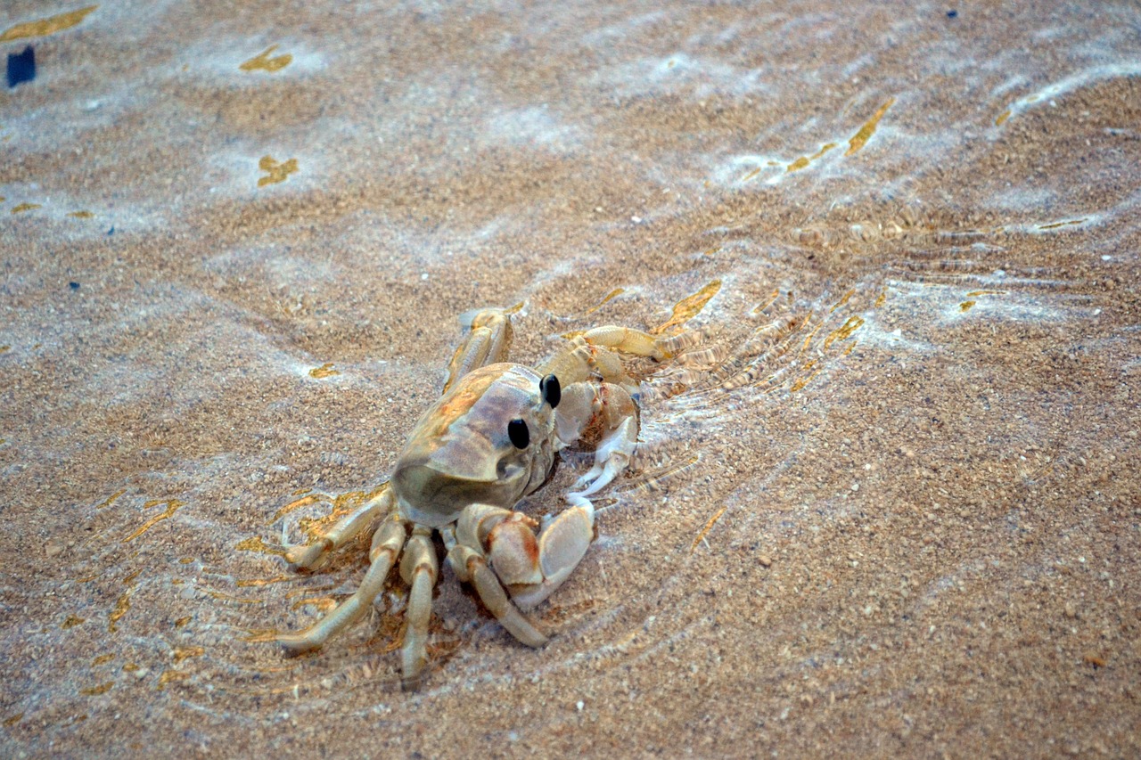 crab beach sand free photo