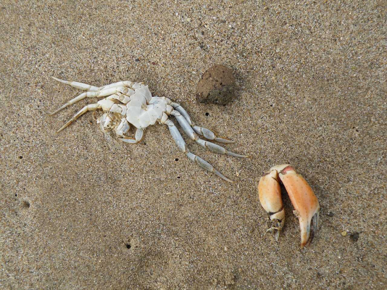 crab dead claw free photo