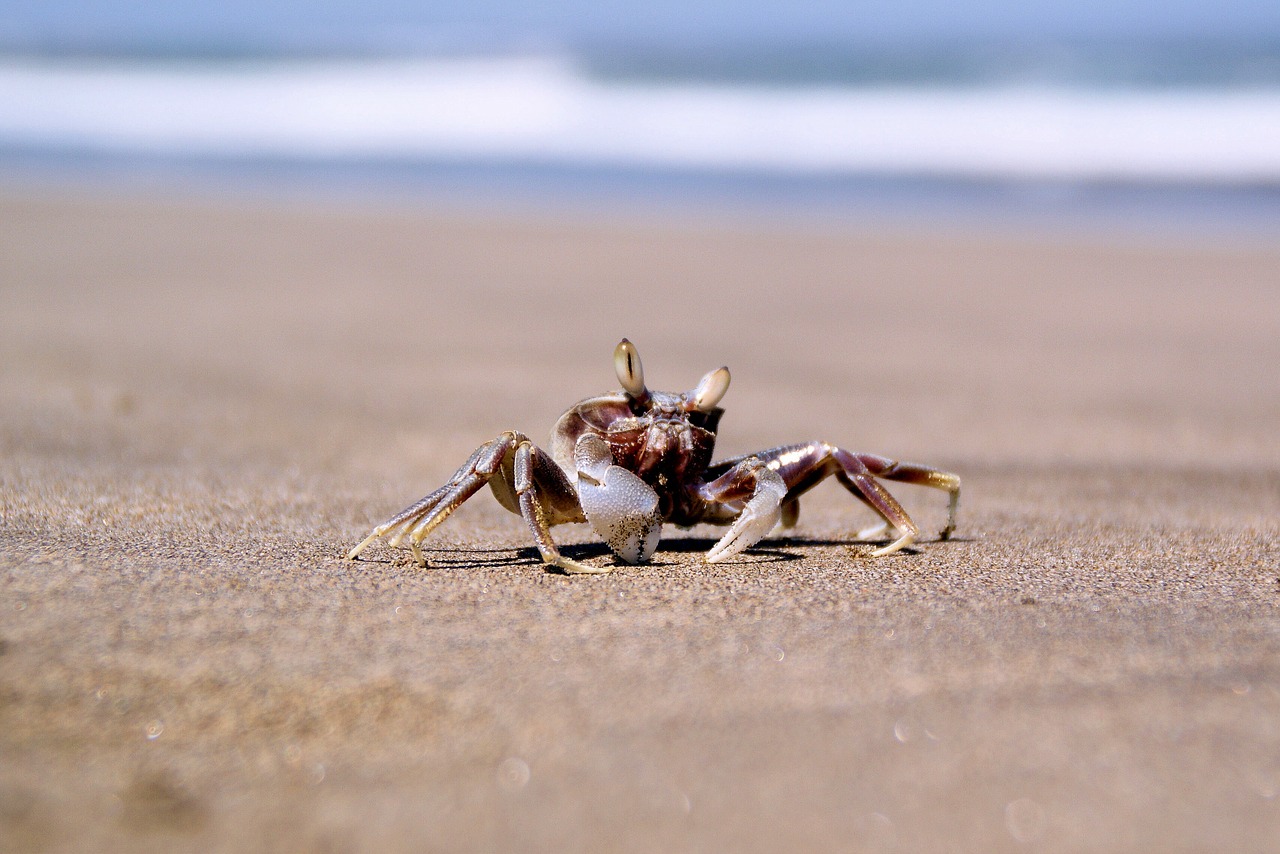 crab sea ocean free photo