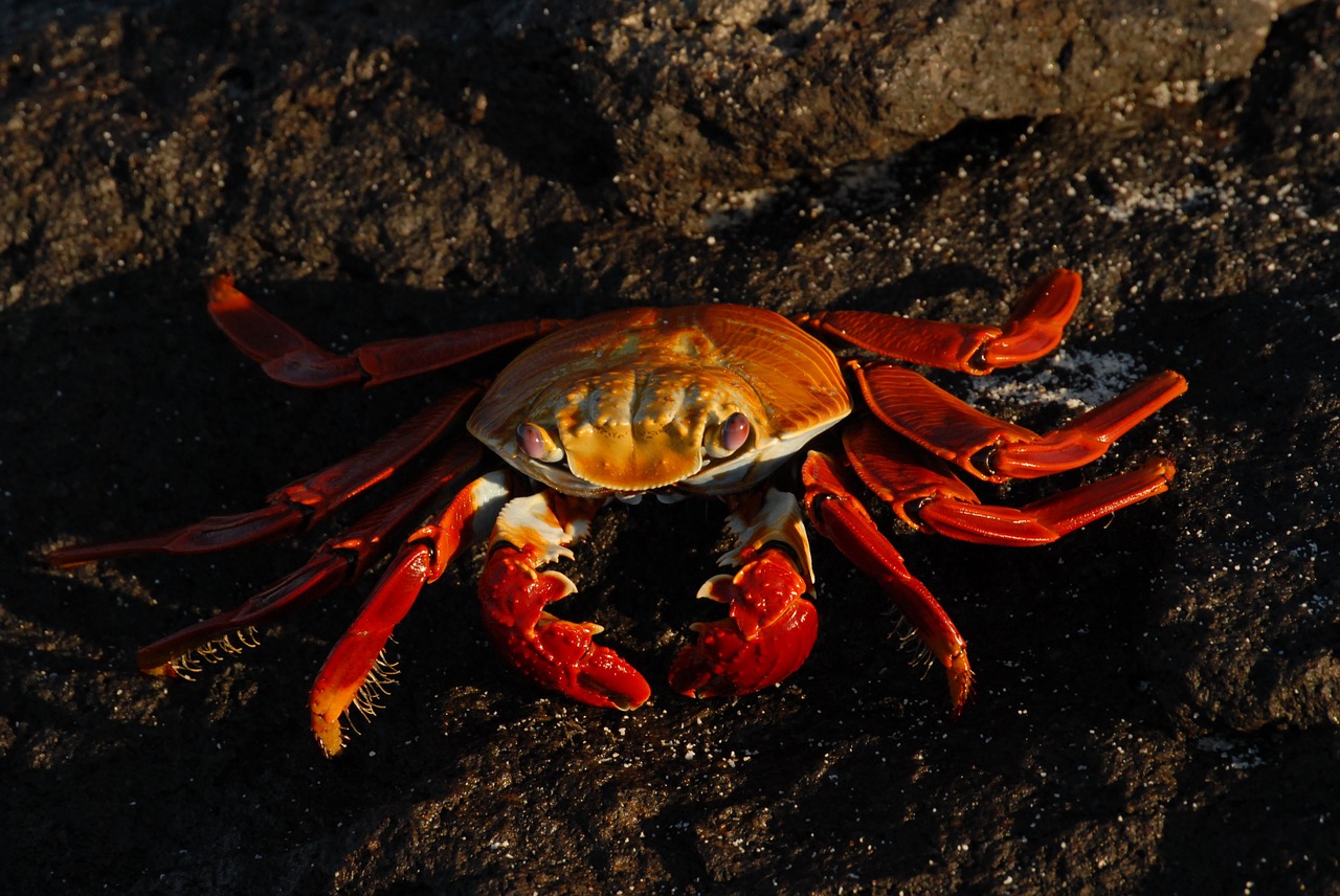 crab sally lightfoot ocean free photo