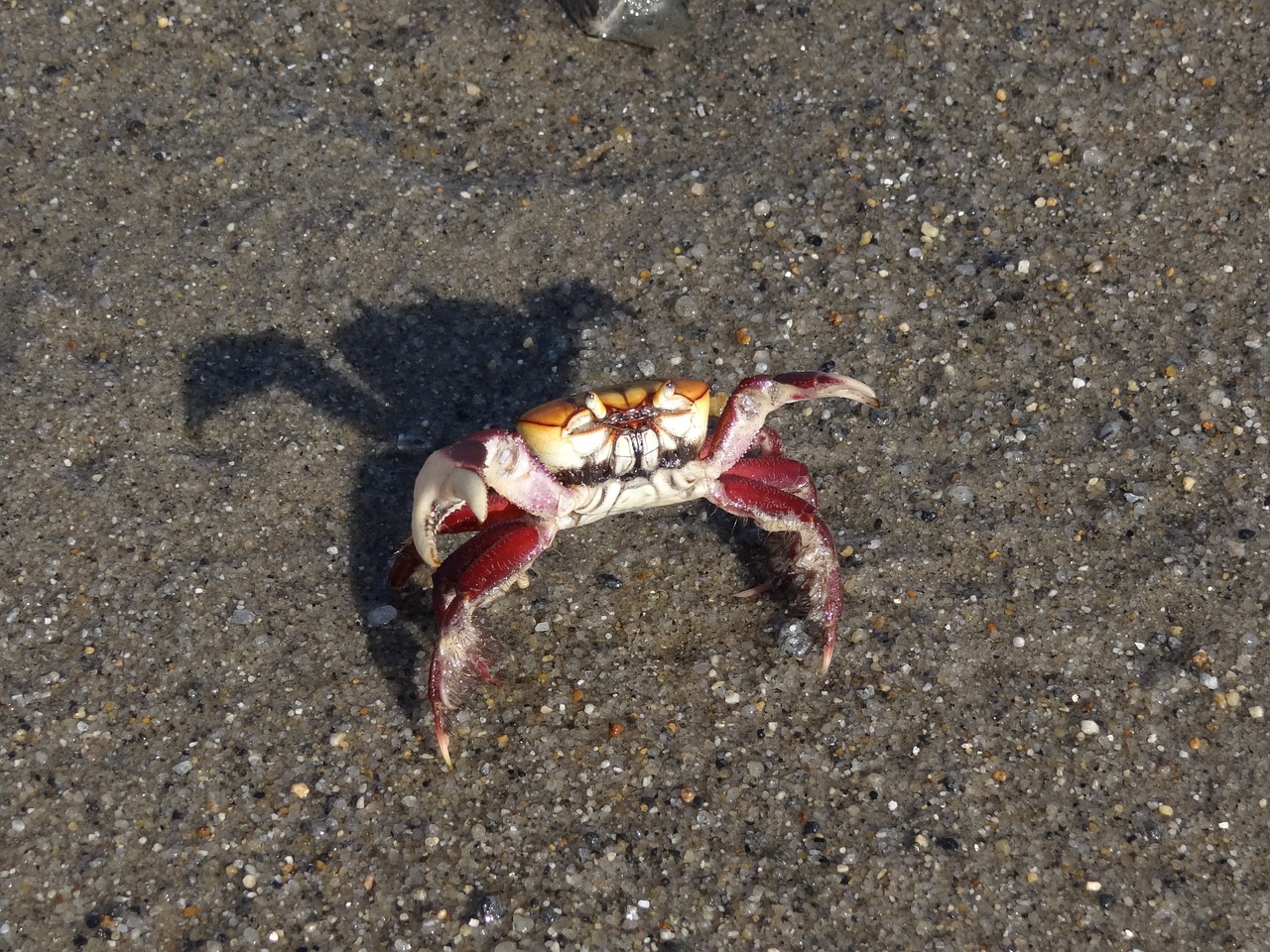 crab beach nature free photo