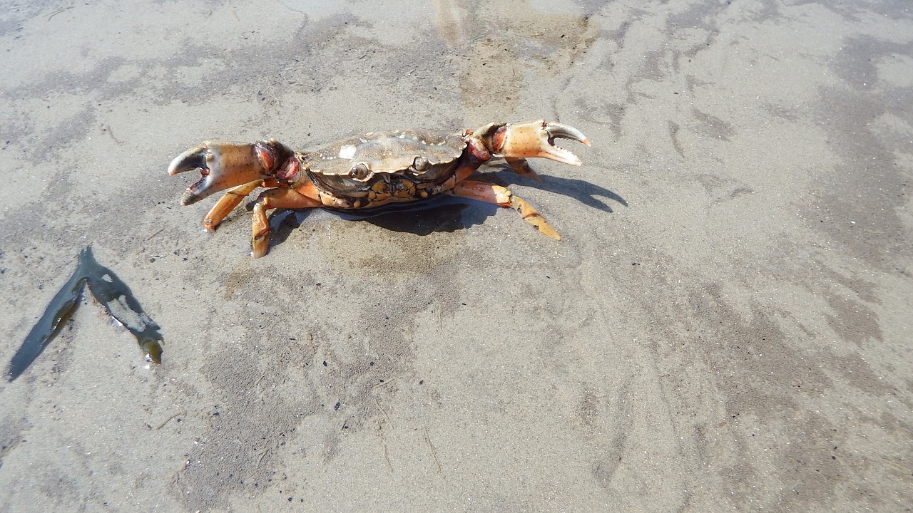 crab sand wadden sea free photo