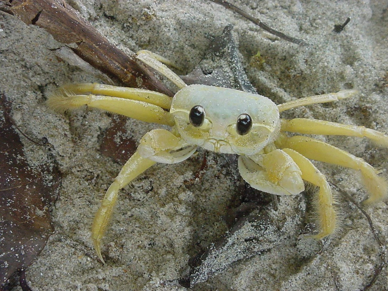 crab brazil island free photo