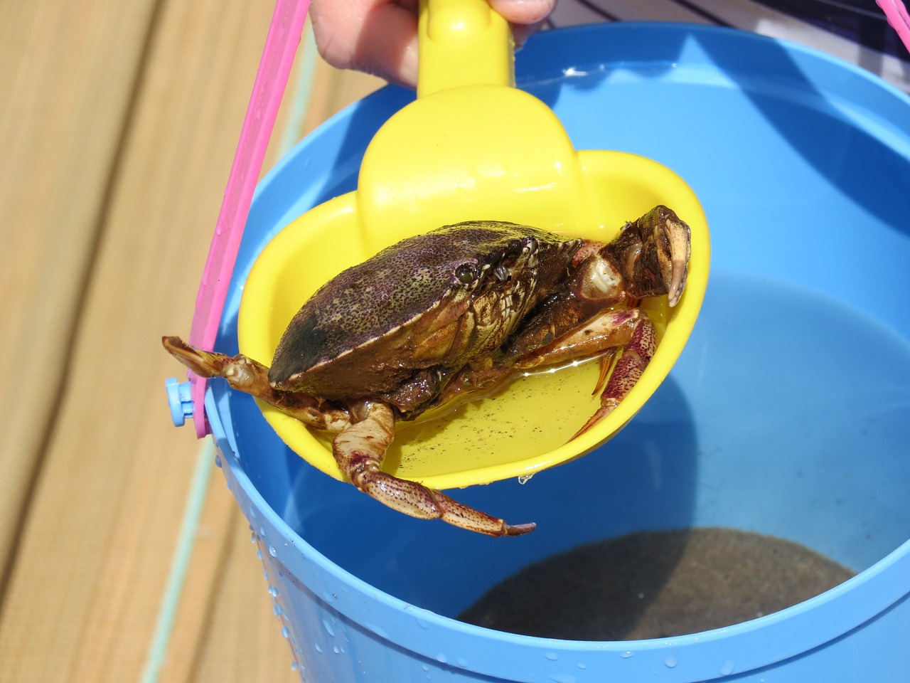 crab holiday bucket free photo
