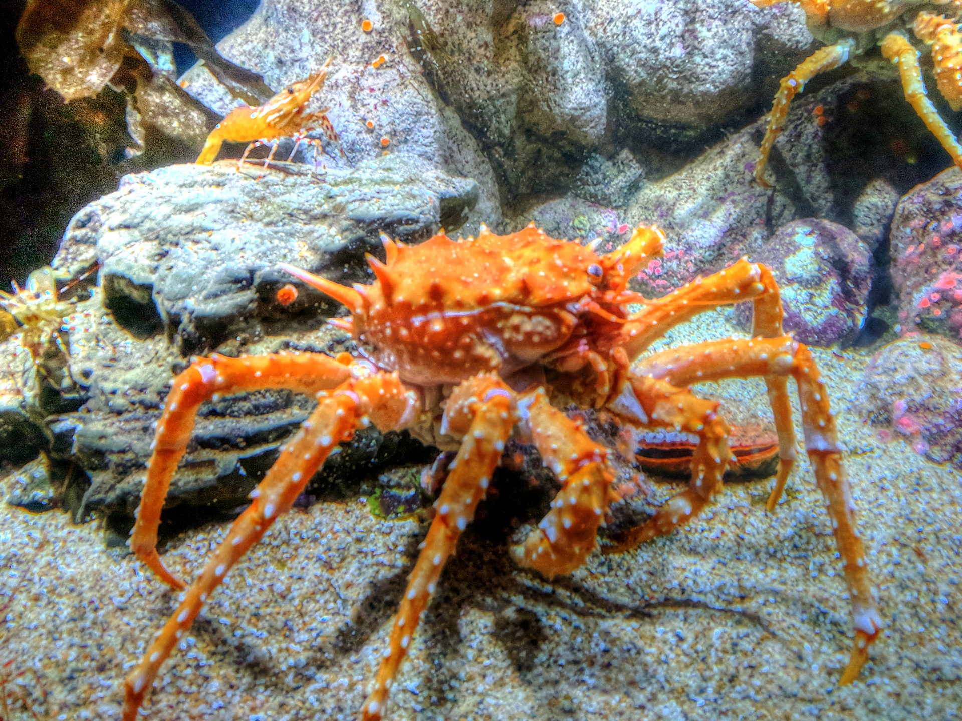 crab crabs aquarium free photo