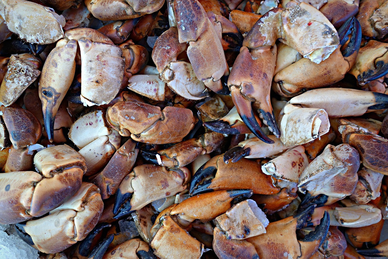 crab seafood claws free photo