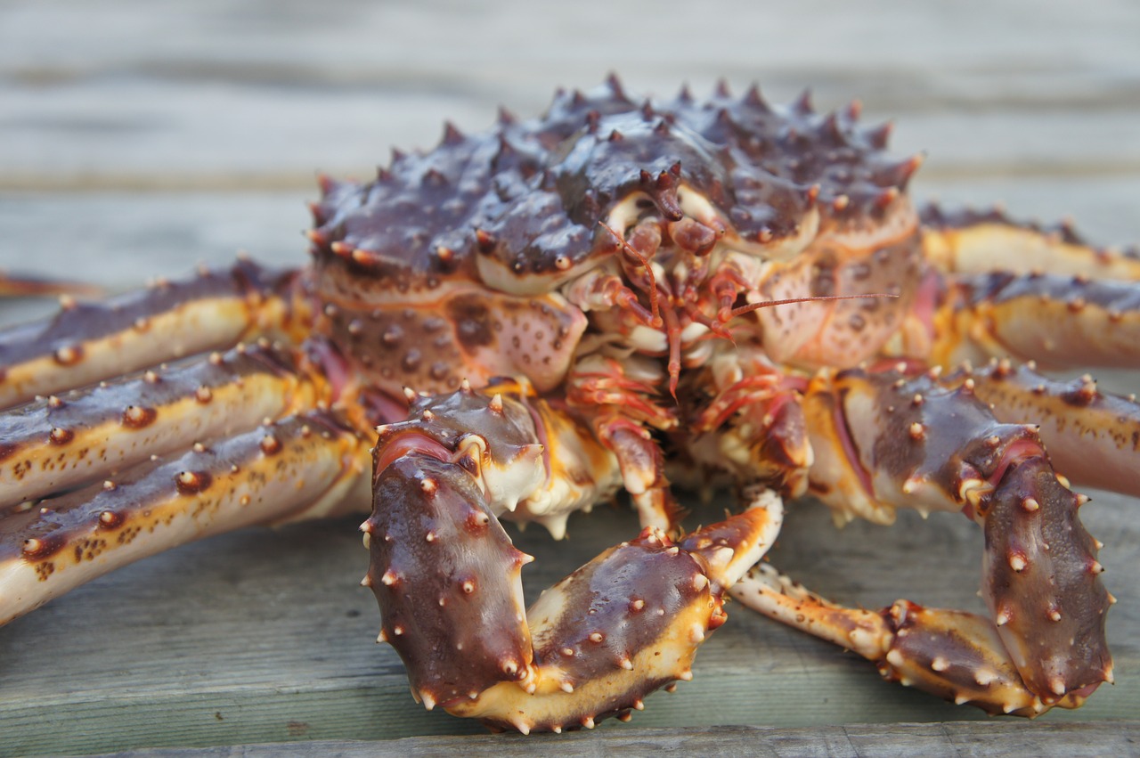 crab norway fjords free photo