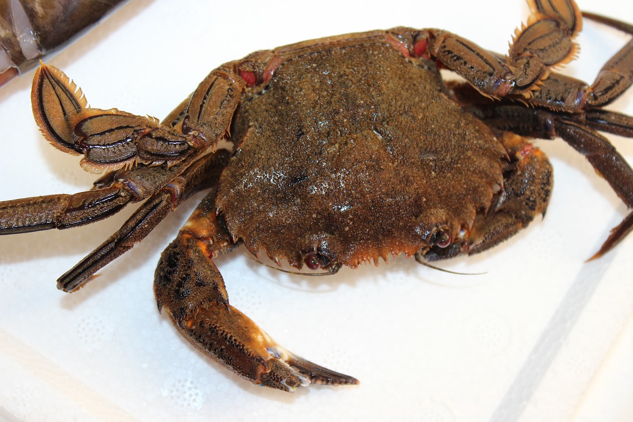 crab galician fishing free photo