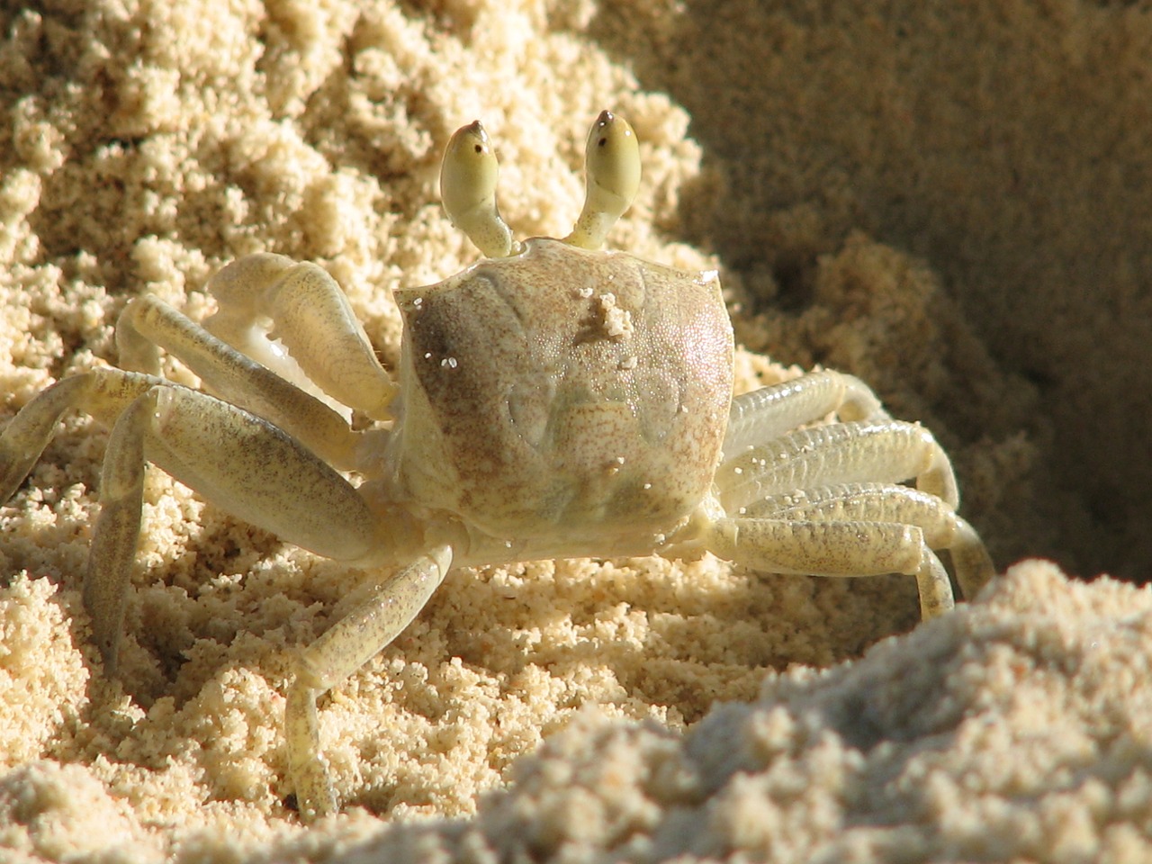 crab crustacean pincer free photo