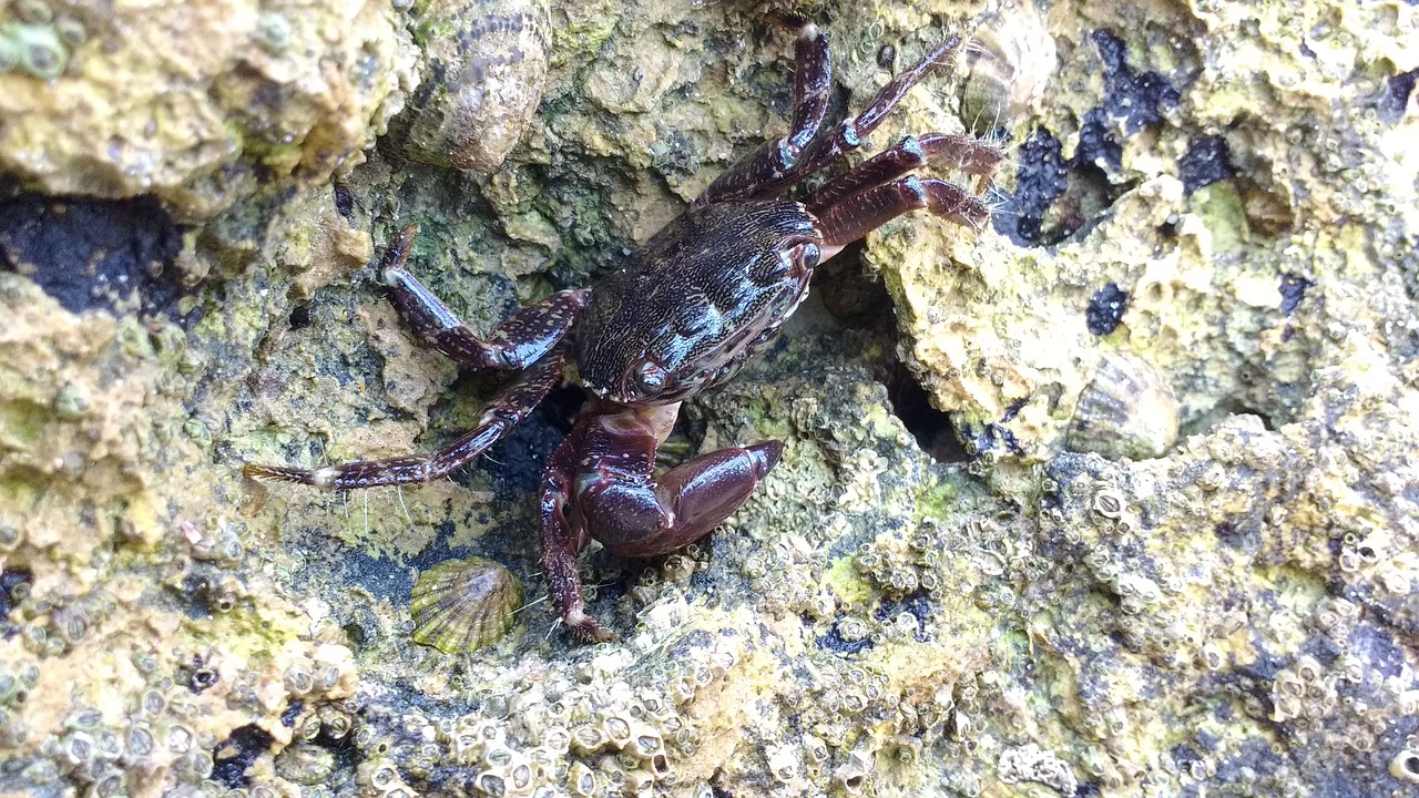 crab animal rock free photo