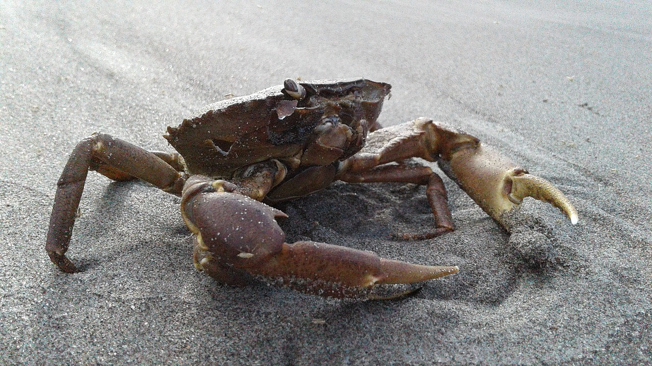 crab sand sea free photo
