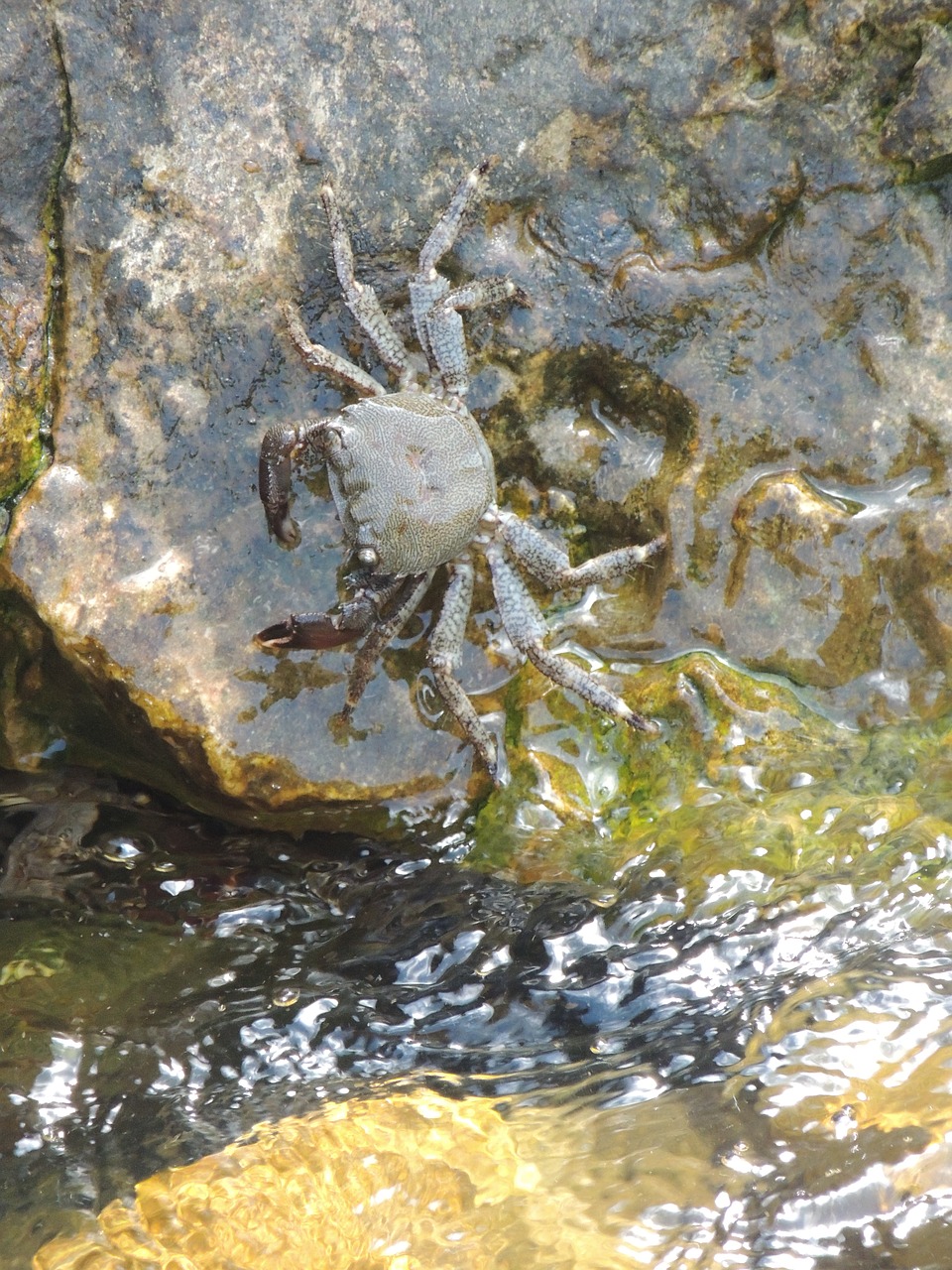 crab water great free photo